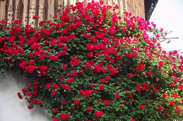 她和5岁的女儿,在楼顶建造了“梦想花园”,将日子过成了诗