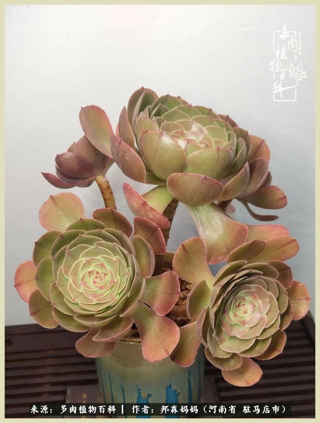 多肉,默默绽放,奉献美好!