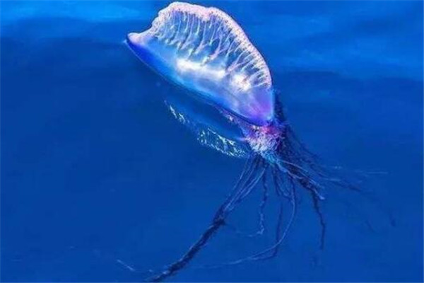 世界十大剧毒水母 澳洲方水母无疑上榜，你认识哪几个